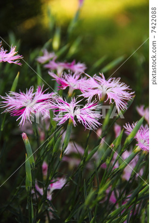 Kawaranadesico 7422088