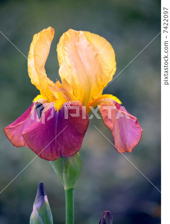 德國鳶尾 德國鳶尾 7422097