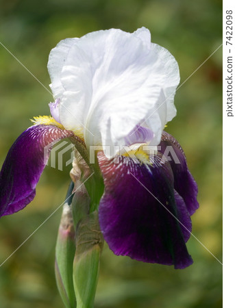 德國鳶尾 德國鳶尾 7422098