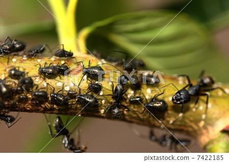 Aphids and ants 7422185