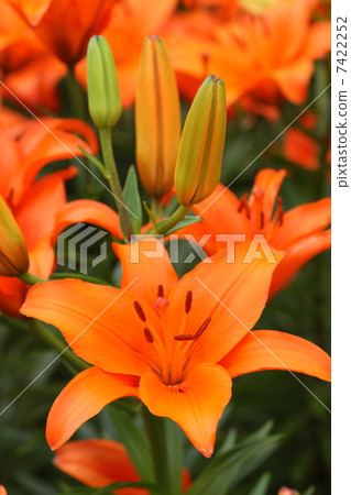[Orange summer lily brunello] 7422252