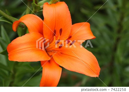 [Orange summer lily brunello] 7422258