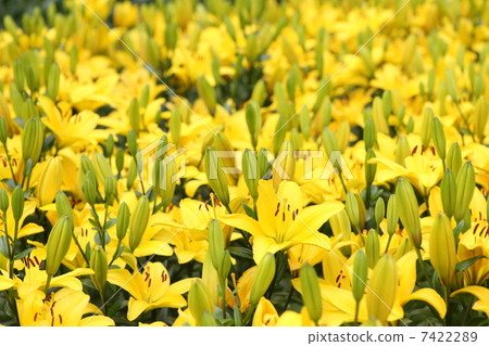 [Early summer yellow lily pavia] 7422289