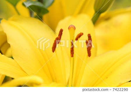 [Early summer yellow lily pavia] 7422290