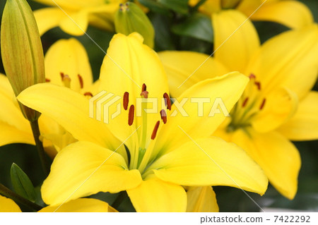 [Early summer yellow lily pavia] 7422292