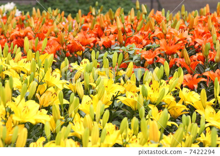 [Early summer yellow lily pavia] 7422294