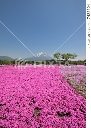 Fuji Shiba cherry-blossom Festival Fuji Shiba cherry-blossom Festival 7422304