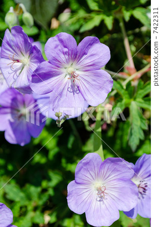 Geranium · Rosanney 7422311