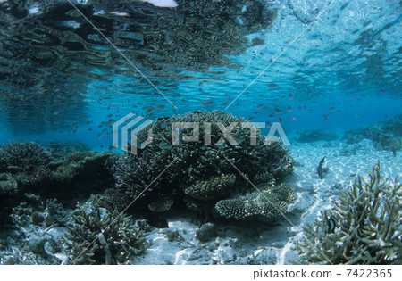 Maldives coral reef 7422365