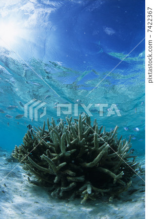 Light falling sea 7422367