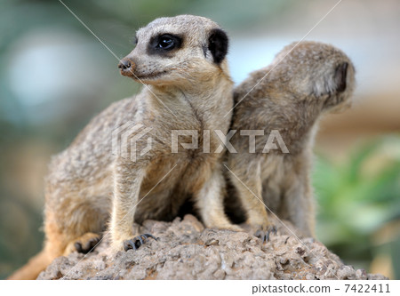 Suricata 7422411