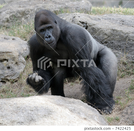 Gorilla Gorilla 7422425