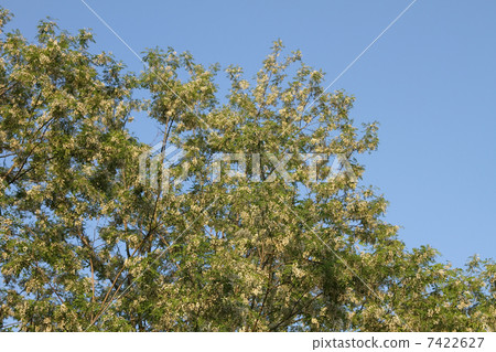 Harienge Harienge 7422627