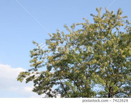 Harienge Harienge 7422629