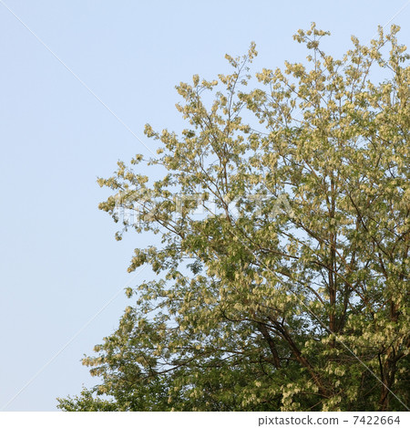 Harienge Harienge 7422664