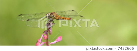 Yanagiran and dragonfly 7422666