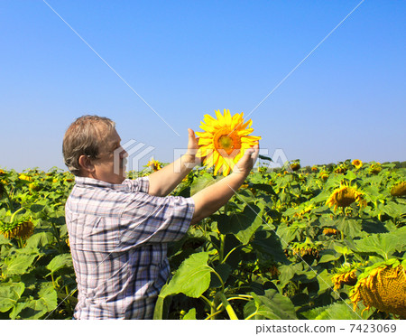 Elderly farmer and sunflowers Elderly farmer and sunflowers 7423069