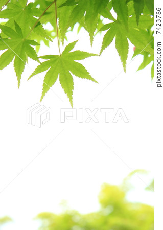 新鮮的綠色的楓樹 新鮮的綠色的楓樹 7423786
