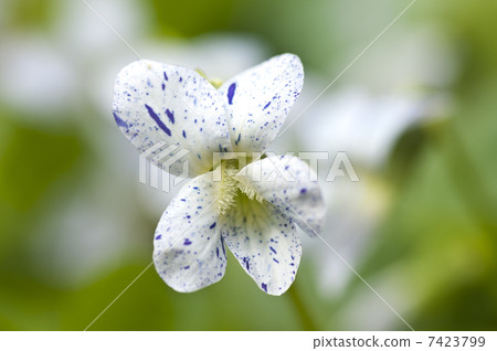 Powder violet Powder violet 7423799