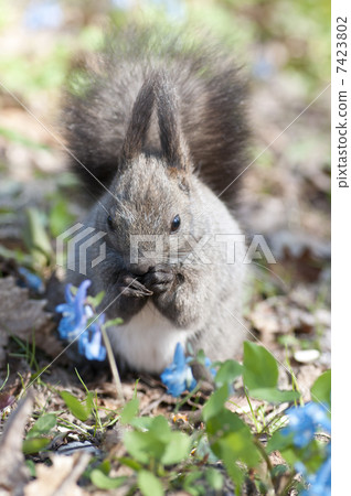 Ezorisu Ezorisu 7423802