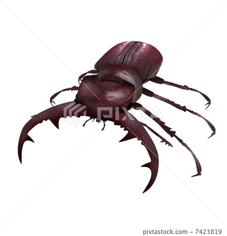Stag beetle 7423819