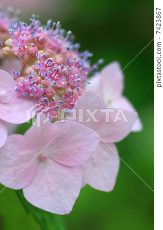 Pink forehead hydrangea Pink forehead hydrangea 7423867