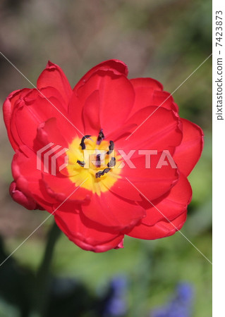Fully bloomed red tulips, flowers in the garden Fully bloomed red tulips, flowers in the garden 7423873