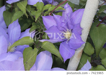 Clematis Clematis 7423965