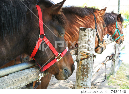 Kiso horses from the ranch 7424540