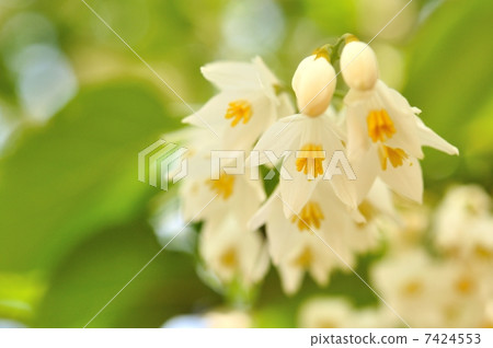 玉鈴花 玉鈴花 7424553