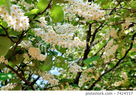 玉鈴花 玉鈴花 7424557