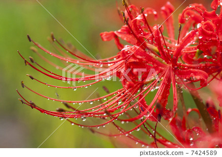 Cluster amaryllis Cluster amaryllis 7424589