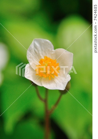 Shirayuki Gishi 7424685