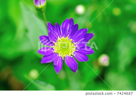 Miyako Wasure 7424687