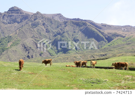 熊本牧場 7424713