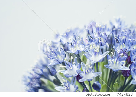 蔥屬的花 7424923