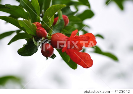 石榴花 7425042