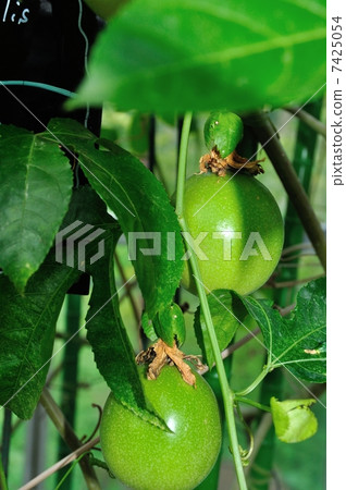 passion fruit  7425054