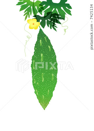 Bitter gourd 7425134