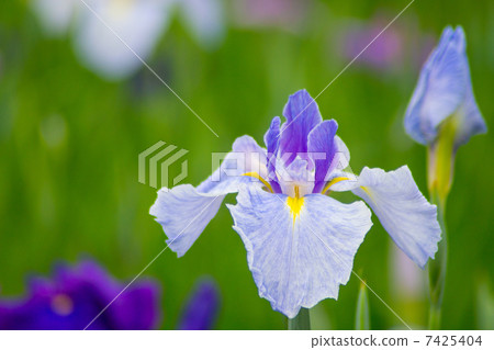 Iris Iris 7425404