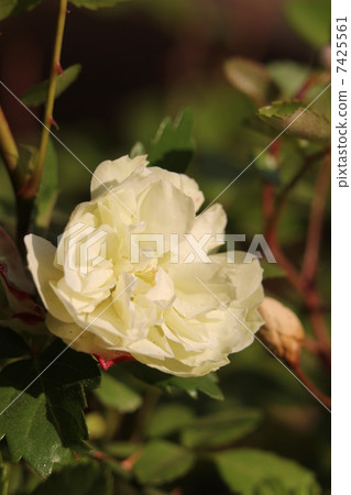 微型玫瑰微型玫瑰綠冰 7425561