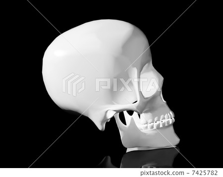 Human skull 7425782