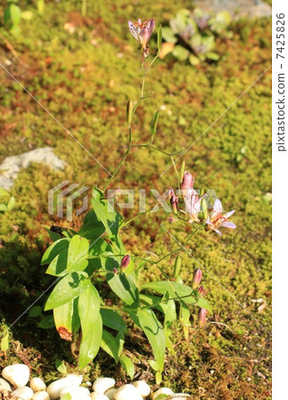 Seasonal News 7425826