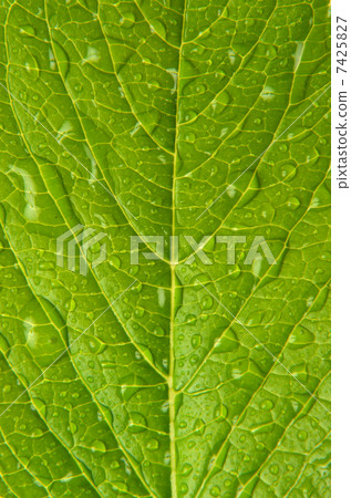 Water droplets 7425827