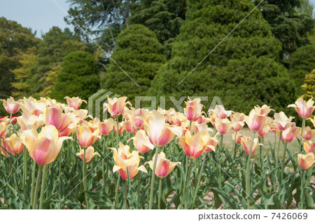 鬱金香 7426069
