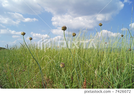 諾維爾的魔力 7426072