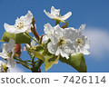 Pear flowers 7426114