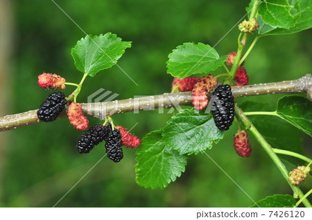 Yamaguwa Yamaguwa 7426120