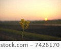 夕陽 7426170