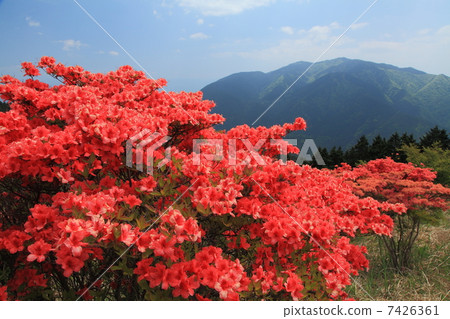 Katsuragiyama Azalea garden in early summer 7426361
